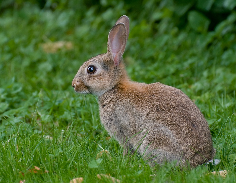 Tiere Aasee BocholtD35_9178 als Smart-Objekt-1 Kopie.jpg - Rund um den See leben hunderte wilder Hasen , die sich kaum an den vorbeilaufenden Menschen und Hunden stören. Anton waren die Hasen auch schnuppe , zu anstrengend hinter denen herzulaufen.